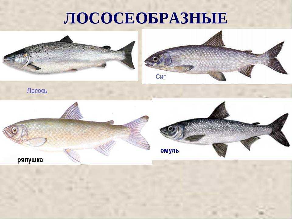 Семейство сиговых рыб: обыкновенный сиг и его родственники