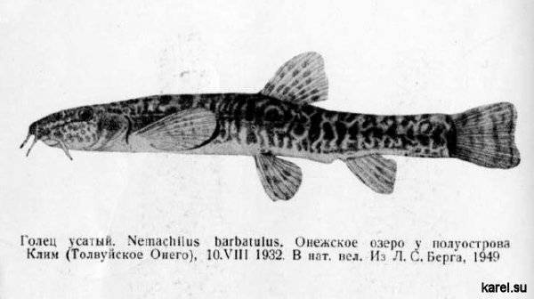 Форель итальянская фото и описание – каталог рыб, смотреть онлайн
