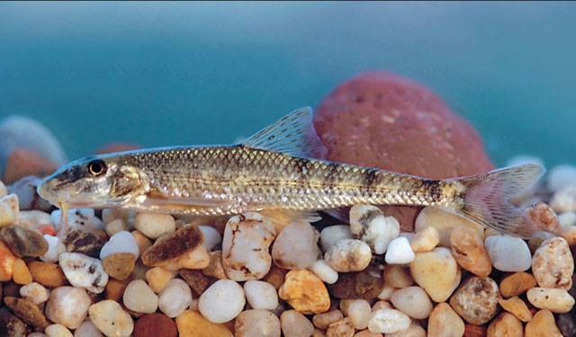 Группер краснопятнистый фото и описание – каталог рыб, смотреть онлайн