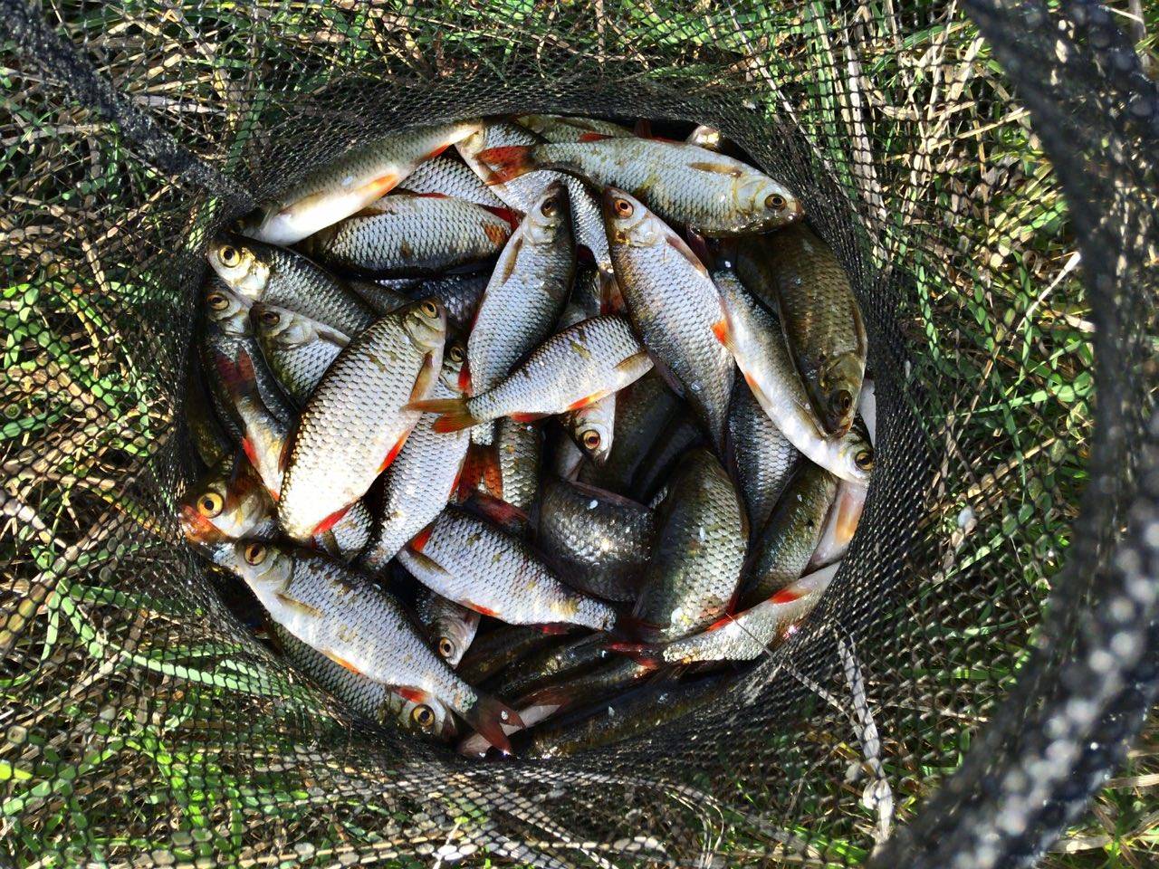 Ловля краснопёрки осенью - читайте на сatcher.fish