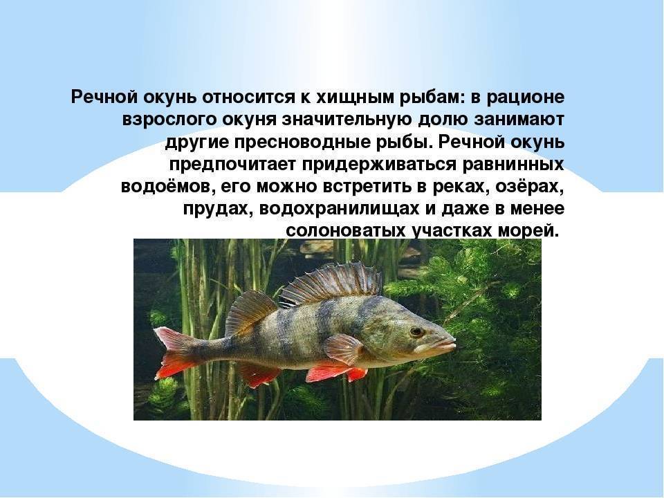Болезни аквариумных рыбок ?