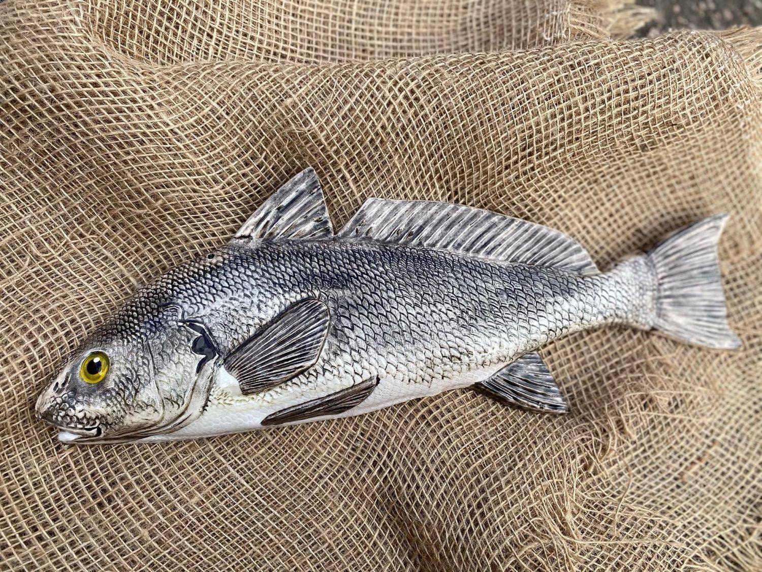 Горбыль серый фото и описание – каталог рыб, смотреть онлайн