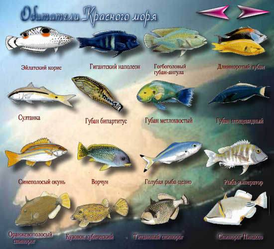 Опасные рыбы красного моря – названия и фото