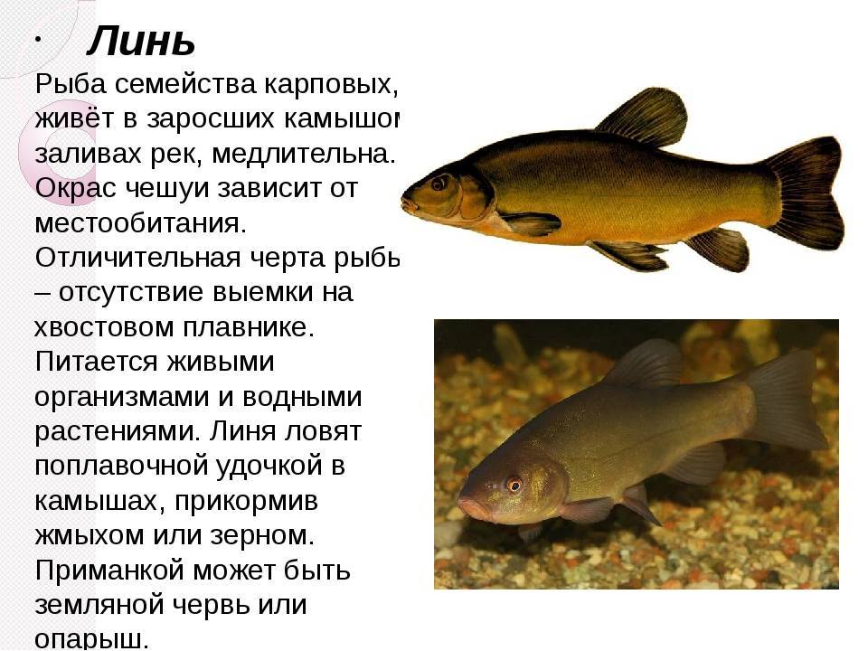 Рыба линь фото и описание, питание, где обитает