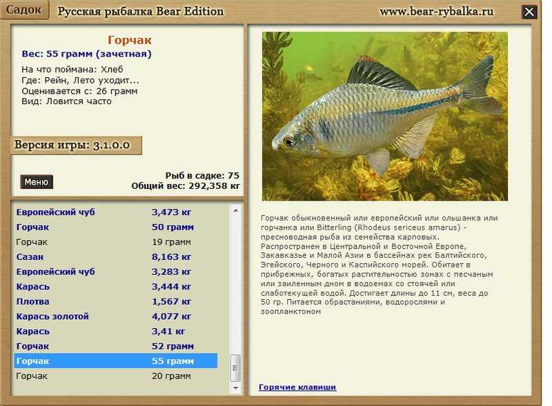 Рыбка горчак (rhodeus amarus)
