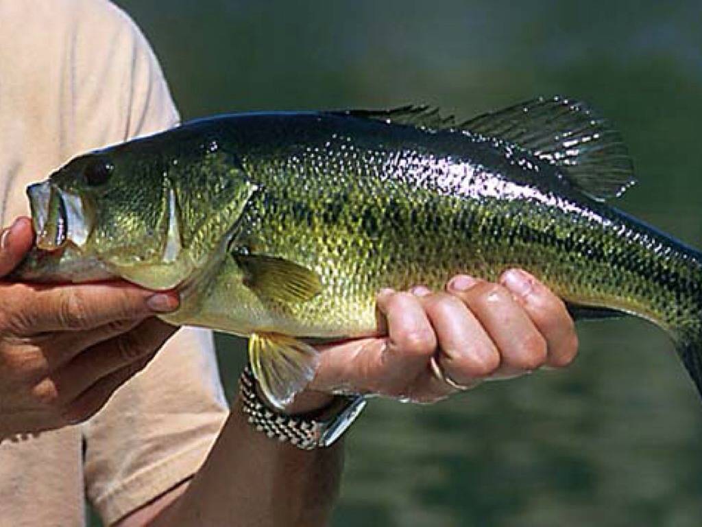Рыба «басс пятнистый» фото и описание