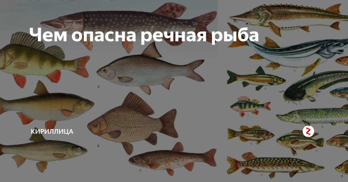 Рыбы фото и описание – каталог морских и пресноводных рыб 🎣 prorybu.ru