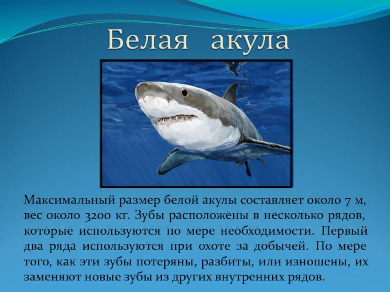 Большая белая акула: описание, где обитает, сколько весит