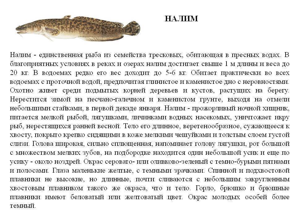 Рыба налим: описание, образ жизни, ареал, места обитания, рацион
