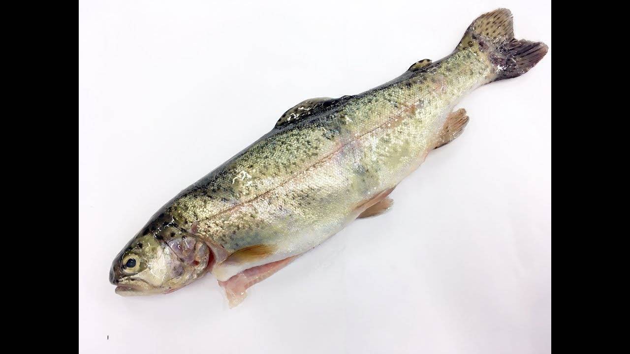 Форель мраморная фото и описание – каталог рыб, смотреть онлайн
