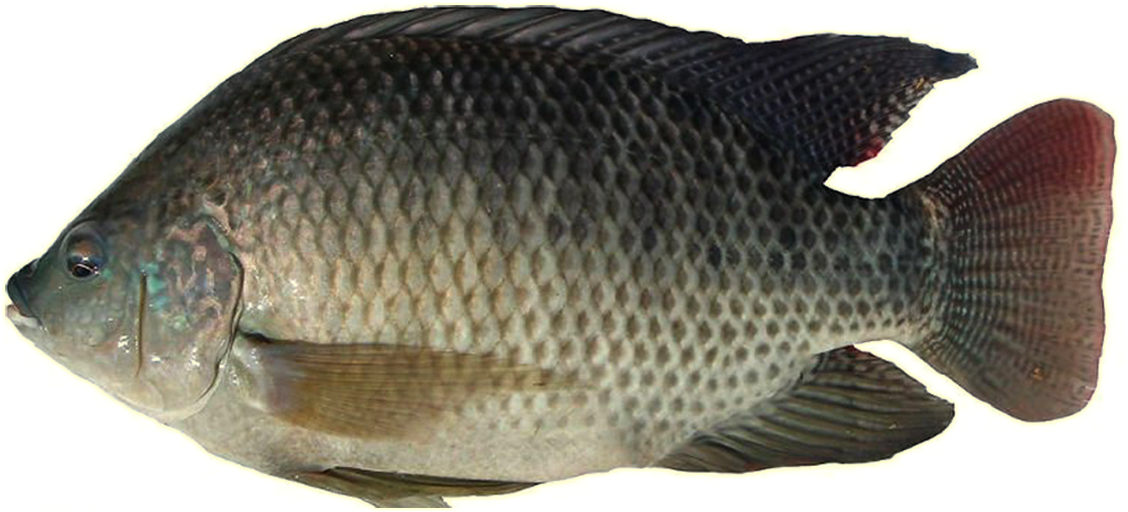 Что за рыба тилапия и как ее поймать?