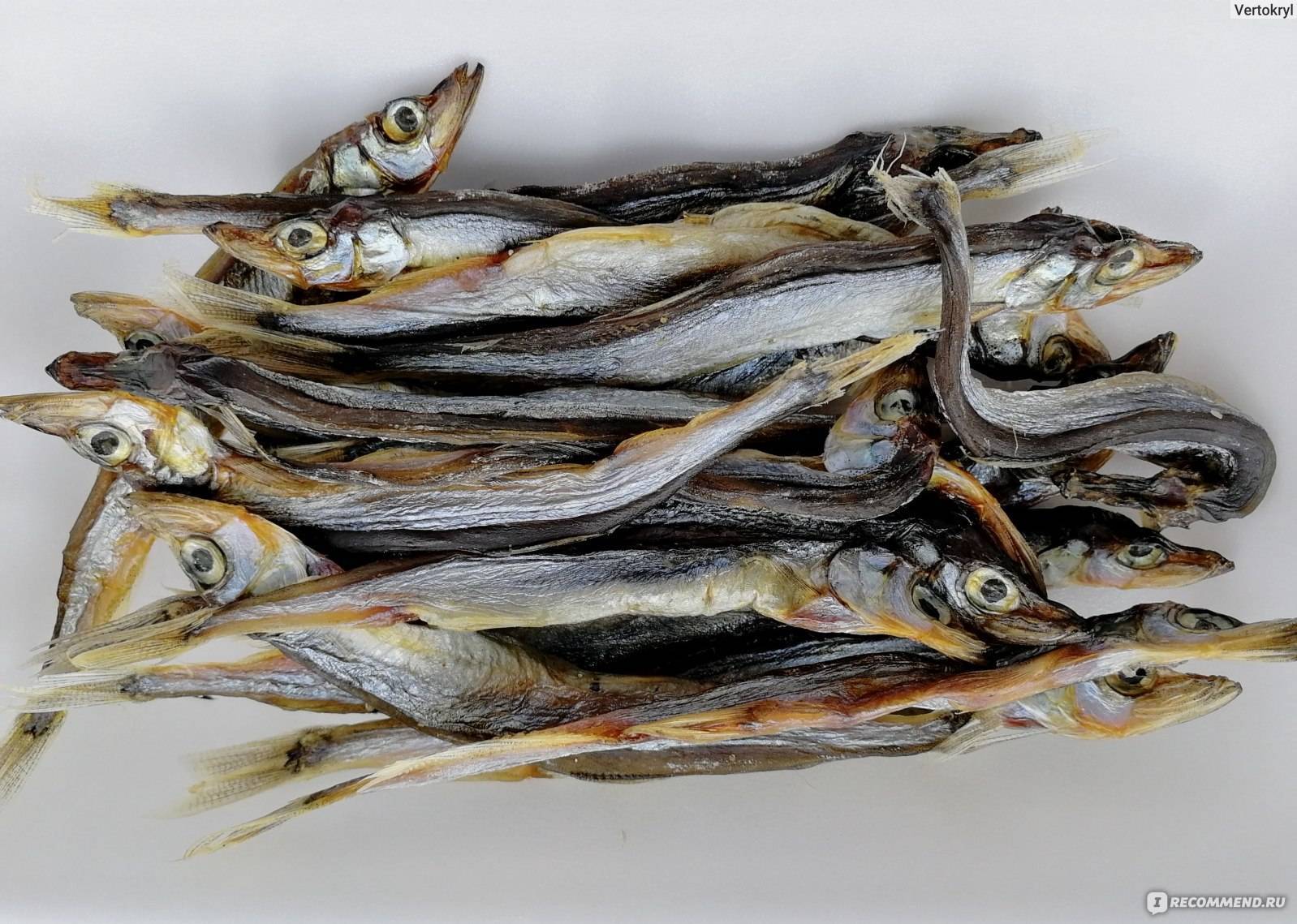 Рыбы фото и описание – каталог морских и пресноводных рыб 🎣 prorybu.ru