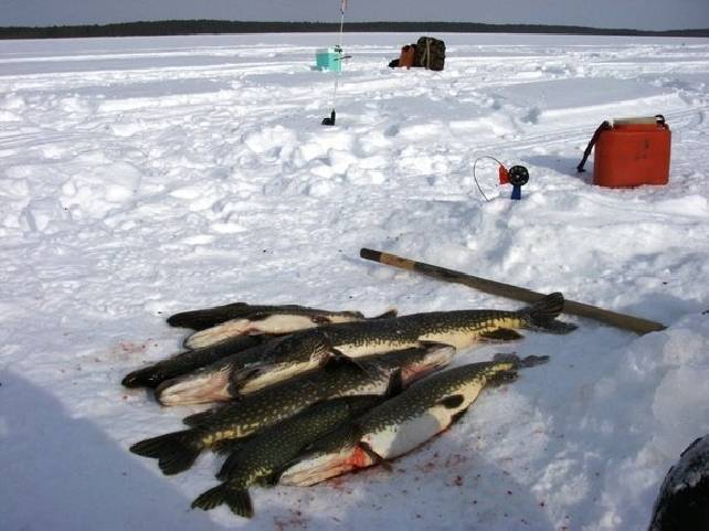 ✅ зимняя рыбалка в тверской области: на реках и озерах, водохранилищах - fishyarm.ru