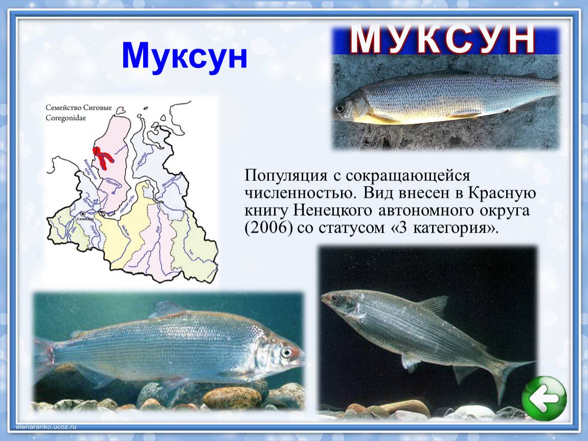 Муксун — что за рыба, фото, описание, где водится, как приготовить, польза