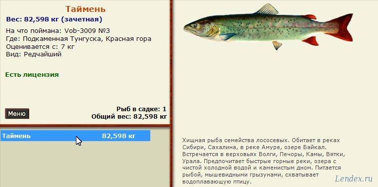 Таймень рыба. образ жизни и среда обитания рыбы таймень