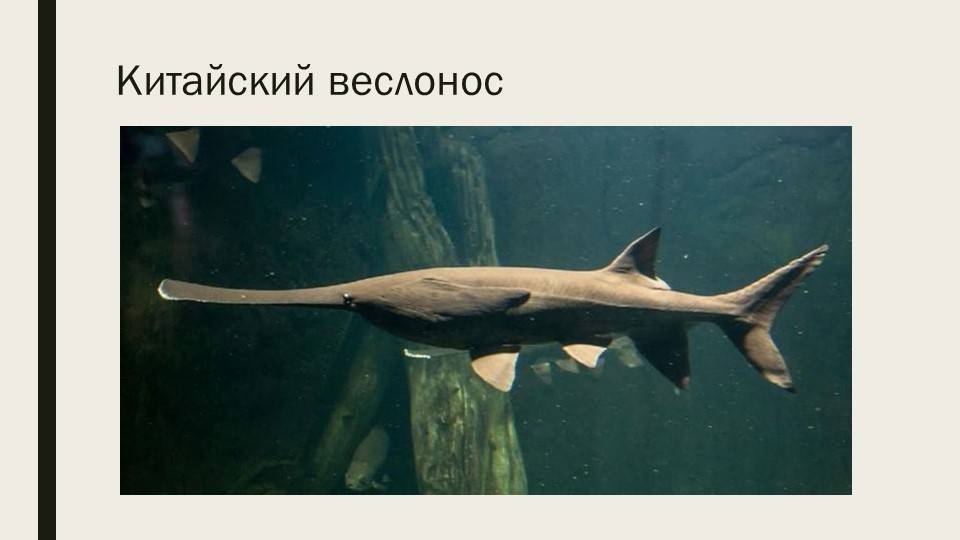 Рыба веслонос