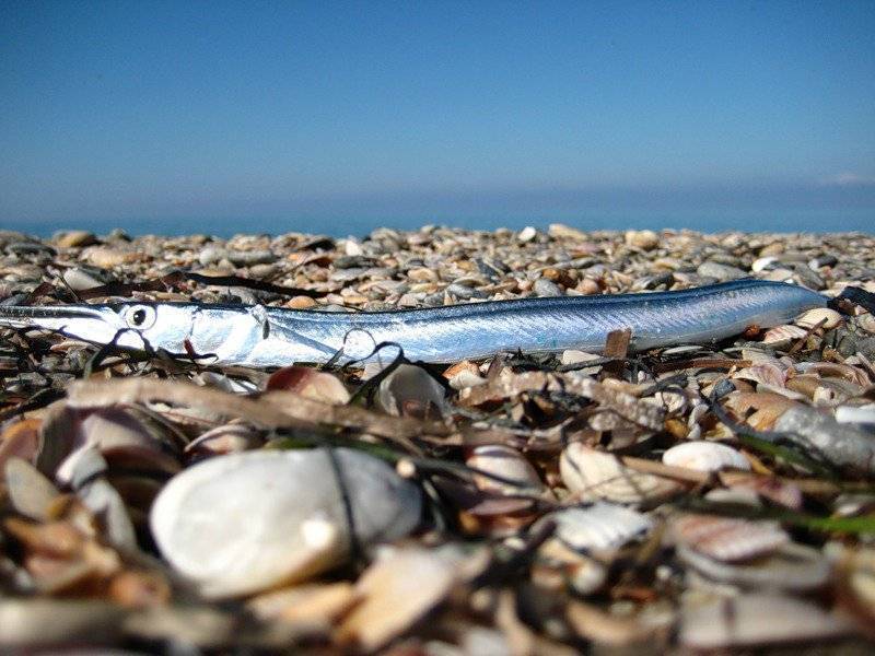 Ловля саргана на черном море. методы и способы ловли черноморского саргана