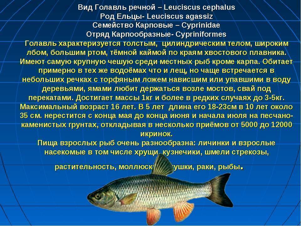 Рыба карп - описание, места обитания, календарь клева и способы ловли