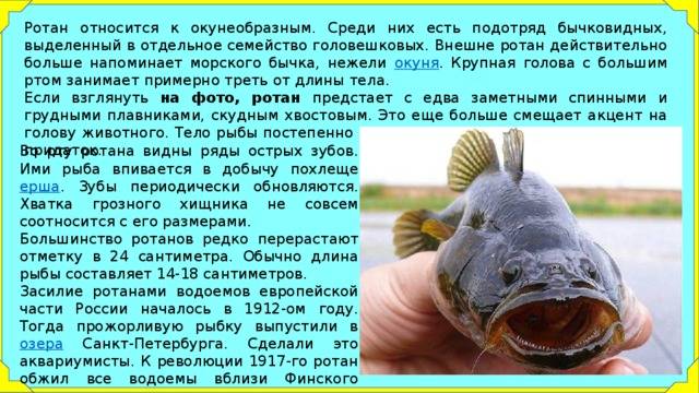 Рыба ротан: фото и описание, съедобная или нет, как выглядит, разница с бычком