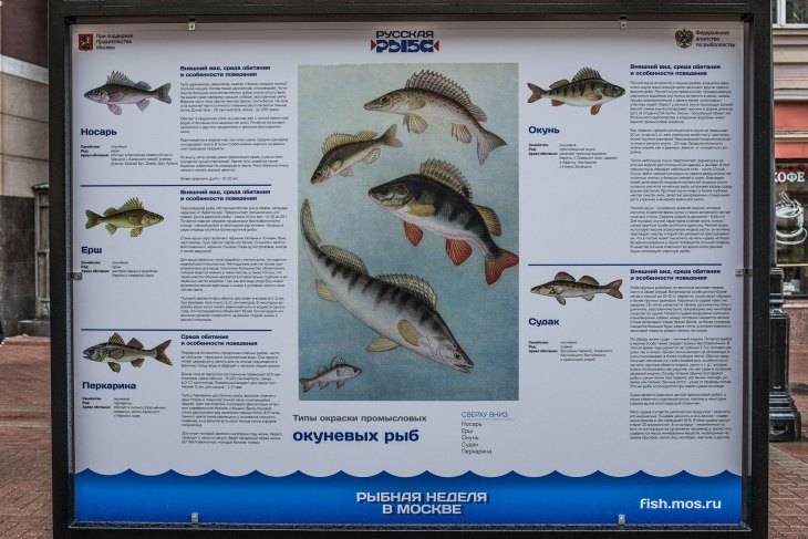 Рыба чоп — места и методы ловли, характеристика и строение рыбы. фото с интересными фактами о повадках и образе жизни