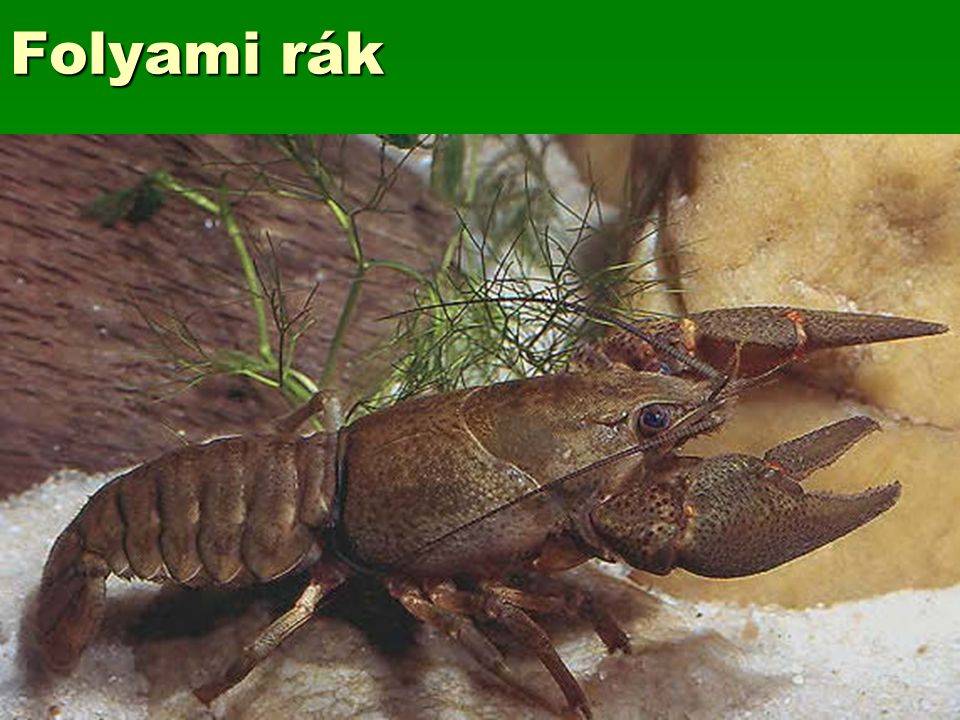 Ловля речного рака: советы, фото и видео
