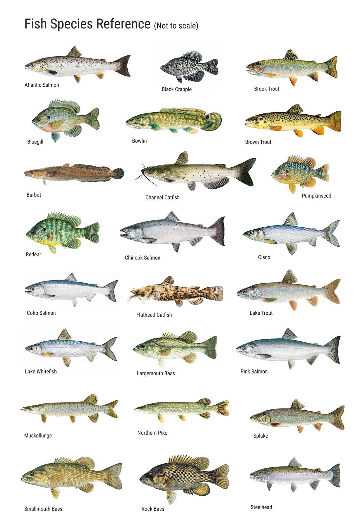 Каталог рыб: фото и описание