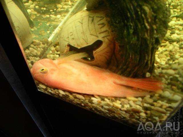 Спят ли рыбы в аквариуме ночью