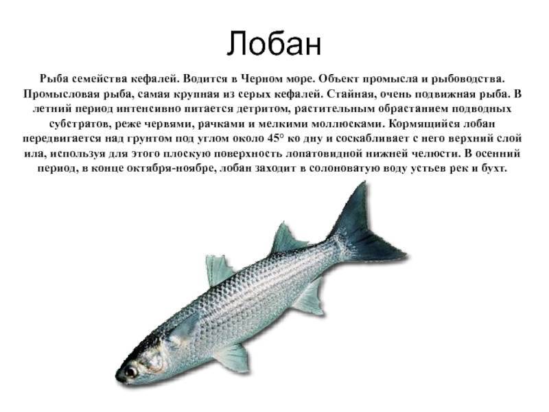 Рыба лобань: как и где ловить, вкусные рецепты, польза и вред