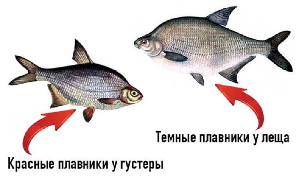 Лещ и подлещик — это одно и то же или разные виды?