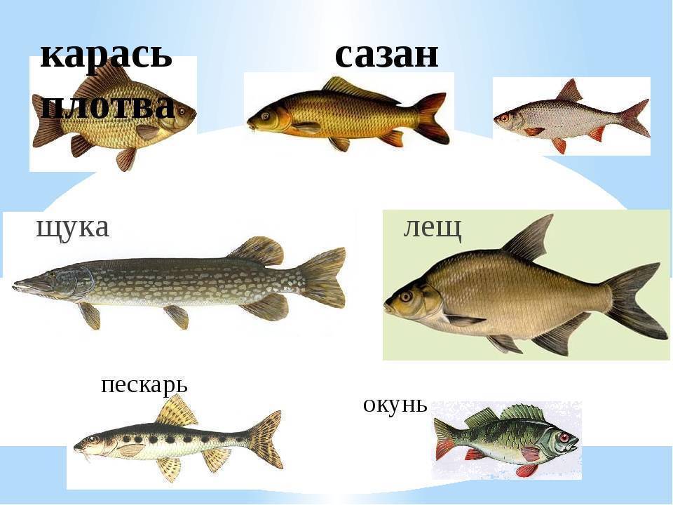 Правильная оснастка фидера – руководство для начинающих
