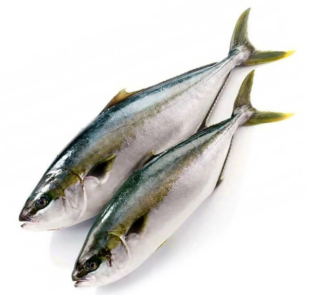 Рыба лакедра (желтохвост): описание с фото, где водится, чем питается