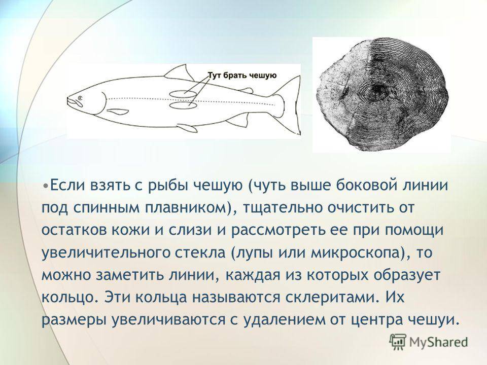 Рыбы без чешуи, их особенности, виды и названия