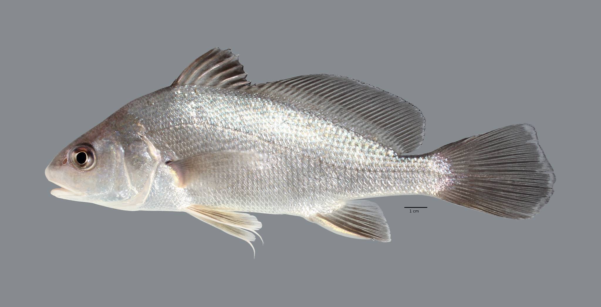 Горбыль полосатый фото и описание – каталог рыб, смотреть онлайн
