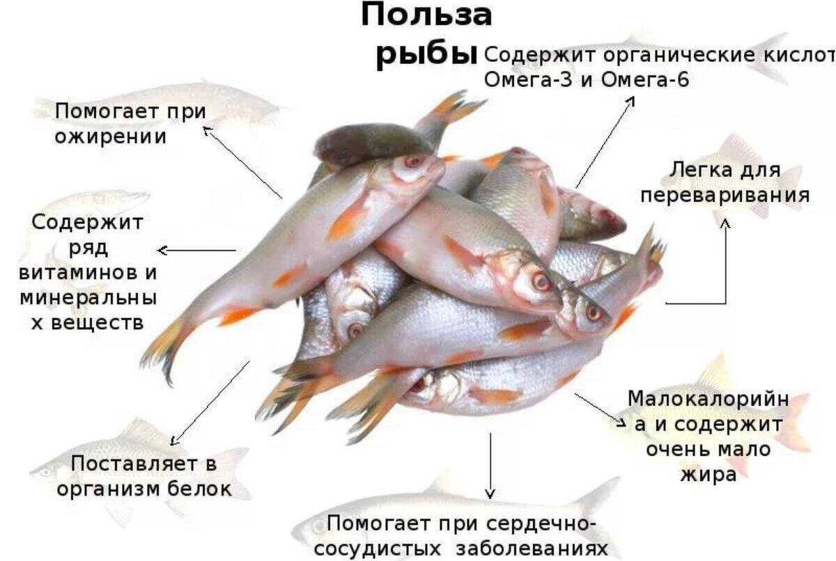 Рыба лобань - среда обитания, ловля, рецепты