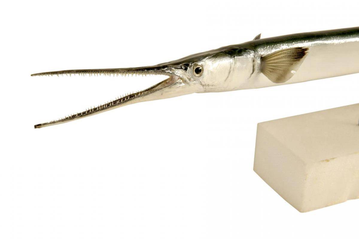 Сарган рыба. описание, особенности и среда обитания рыбы сарган | животный мир