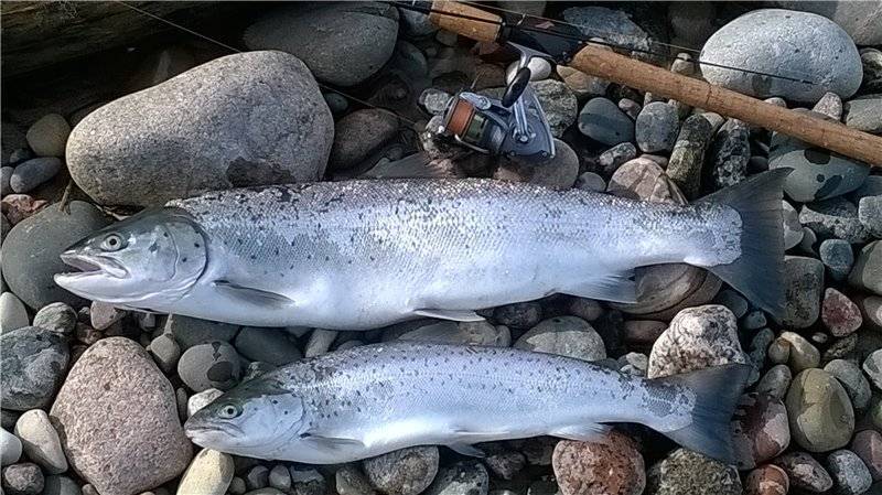 Какая рыба водится в каспийском море: список, описание, интересные факты