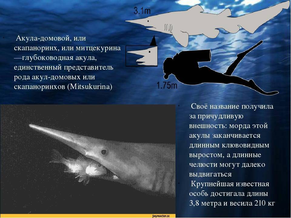 Акула-домовой (акула гоблин)