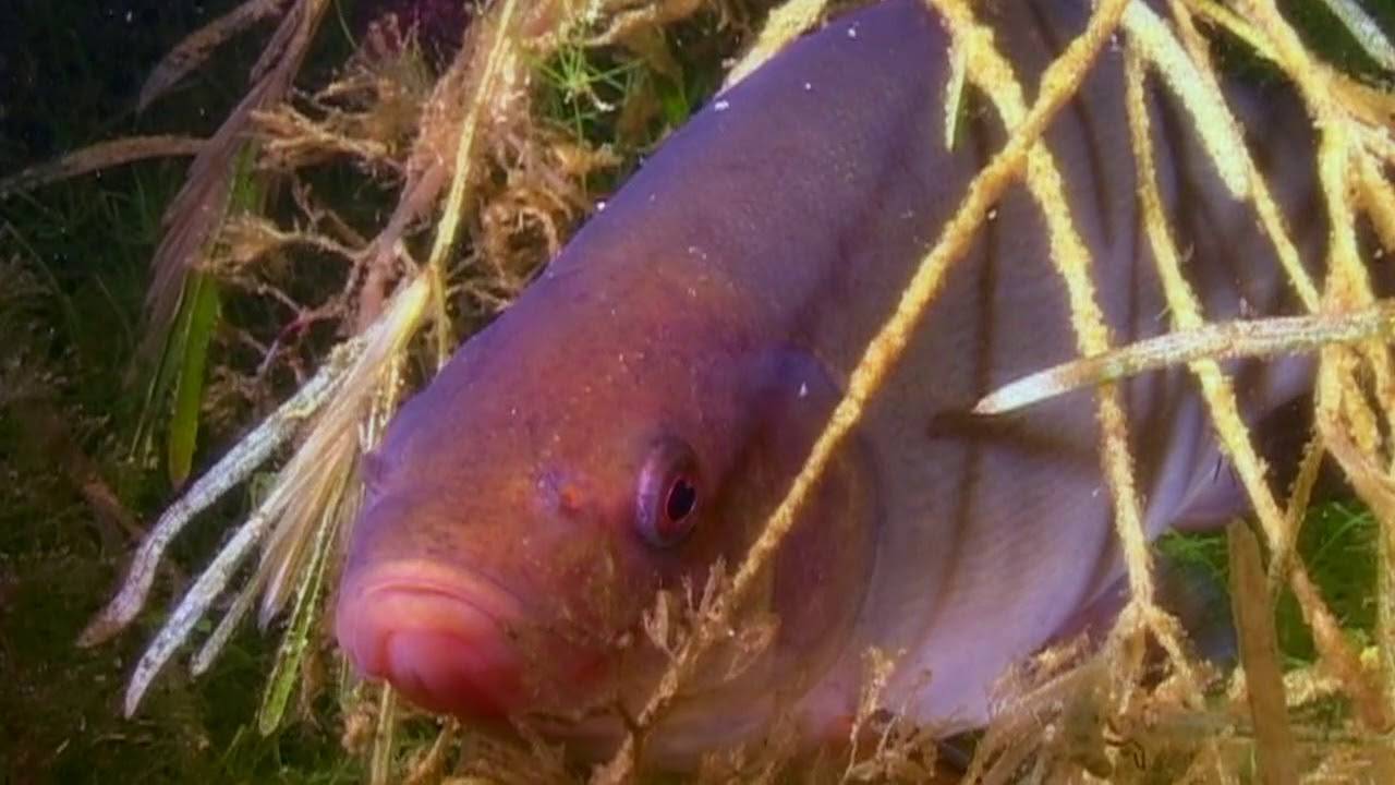 Как спят рыбы в воде: особенности строения органов зрения