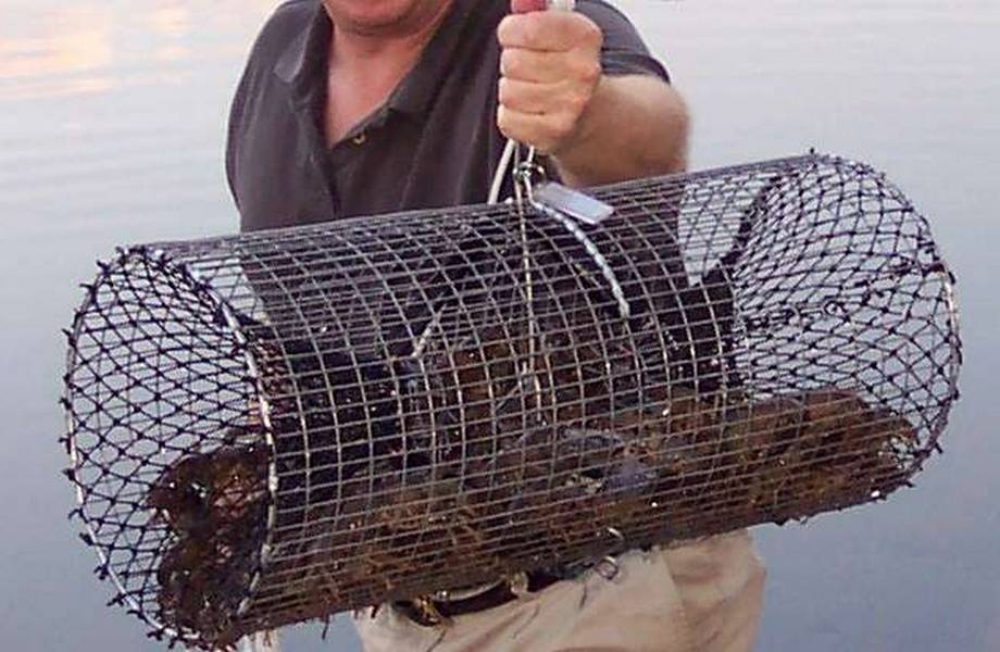 Как сделать морду для ловли рыбы своими руками
