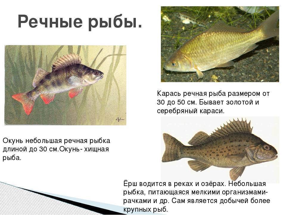Рыба северная: полный список с описанием и фото