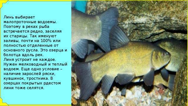 Линь рыба. описание, особенности и среда обитания рыбы линь