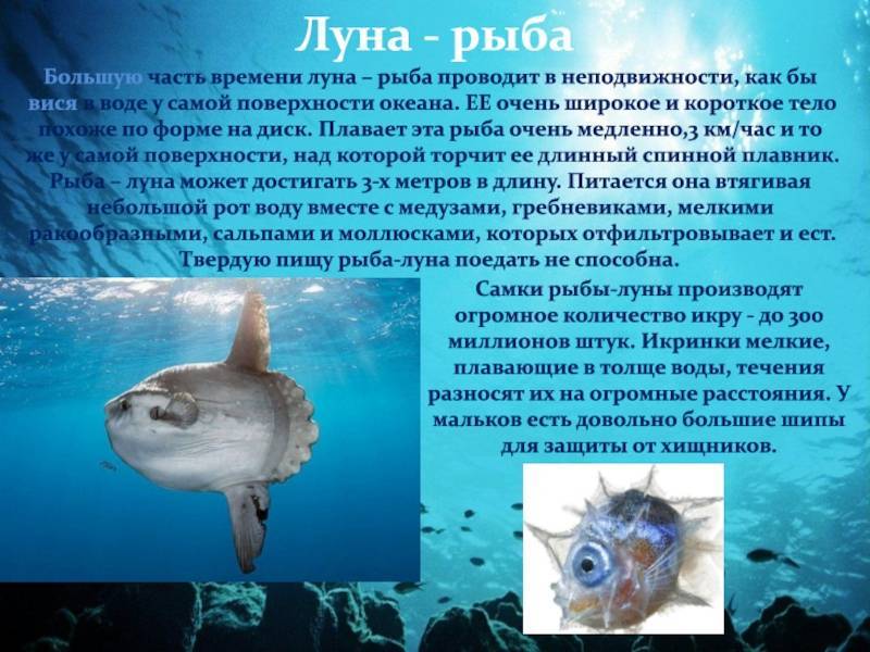 Луна-рыба