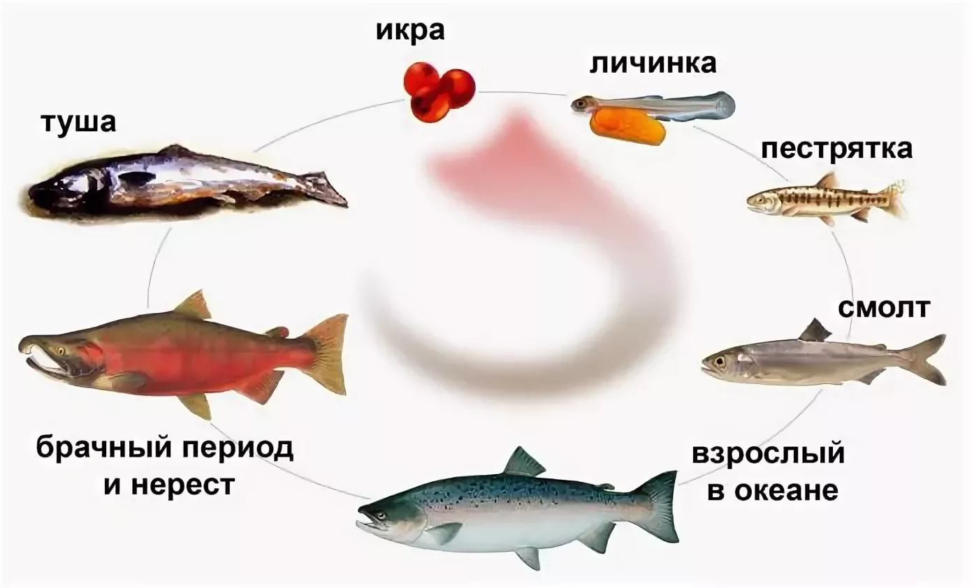Нерест горбуши