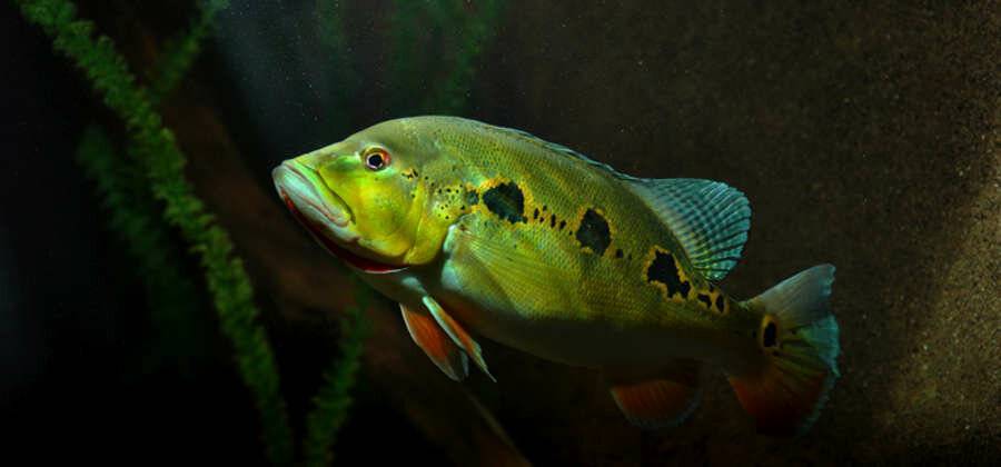 Окунь длинноплавничный фото и описание – каталог рыб, смотреть онлайн