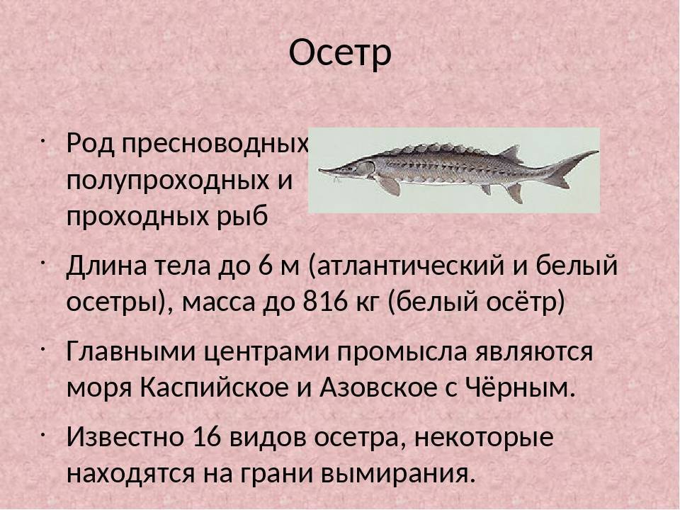 Царская рыба стерлядь – фото и описание