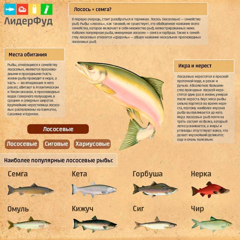Чем отличается лосось от семги. лосось и семга – какая разница