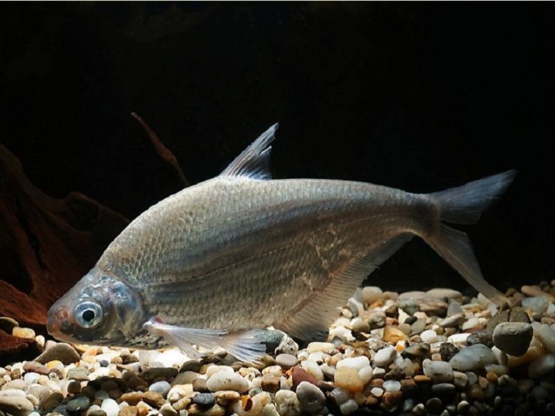 Рыба синец: описание, виды, образ жизни, среда обитания и размножение