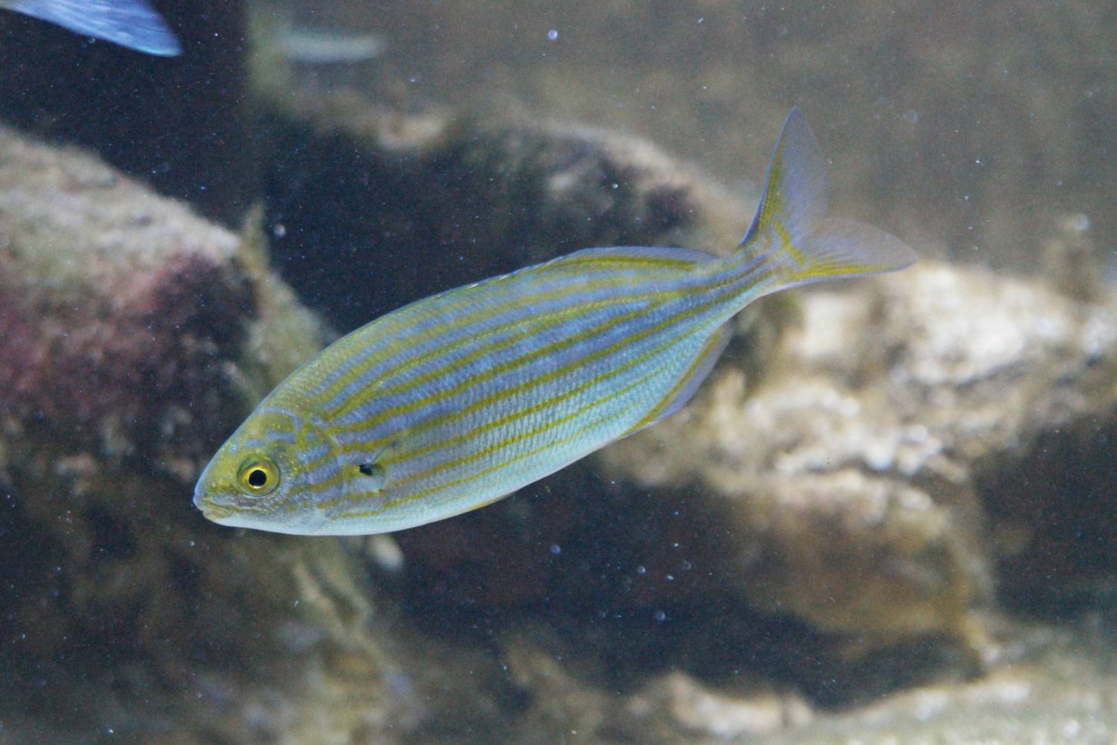 На кипре есть все! рыба с галлюциногенным сюрпризом.  - блоги кипра