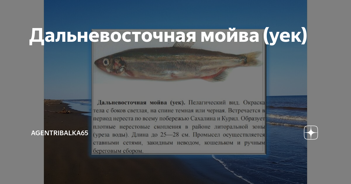Рыба-мойва: интересные факты и рецепт приготовления