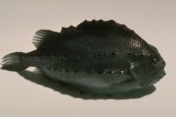 Рыба пинагор и ее специфические особенности